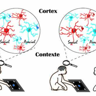 From context to cortex : Discovering social neurons