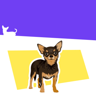 Illustration d'un chihuahua