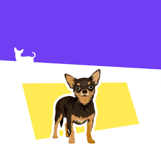 Illustration de chihuahua