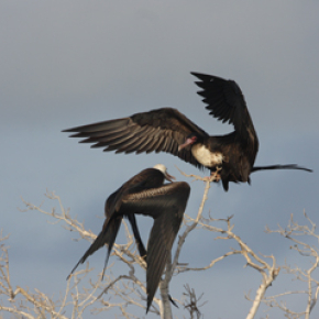 Frigate birds : never touching down