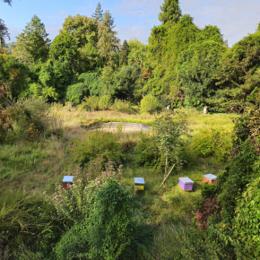 Ruches et forêt en libre évolution sur le campus du CNRS à Gif-sur-Yvette (Essonne)