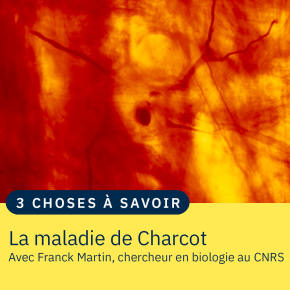 Motoneurone coloré intracellulairement