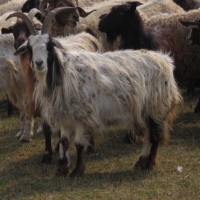 Troupeau de chèvres iraniennes