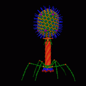 Modèle structural d'un bactériophage