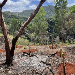A gauche, un arbre calciné. Traces de feu au sol. Paysage forestier abimé