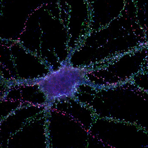 Synaptic receptor mobility :discovery of a new mechanism for controlling memory