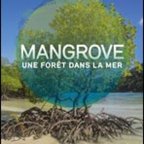 Découvrez le nouvel ouvrage « Mangrove. Une forêt dans la mer »