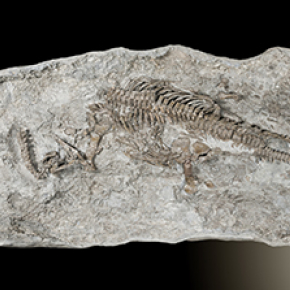 Discovery of world's oldest plesiosaur