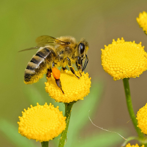 Une abeille butine une fleur jaune