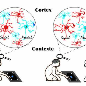 From context to cortex : Discovering social neurons